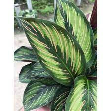 Calathea Beauty Star