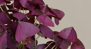 Oxalis Purple Shamrocks Plant
