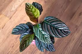 Calathea Ornata "Pinstripe"