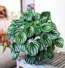 Peperomia Watermelon