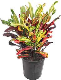 Croton Plant