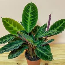 Calathea Warscewiczii