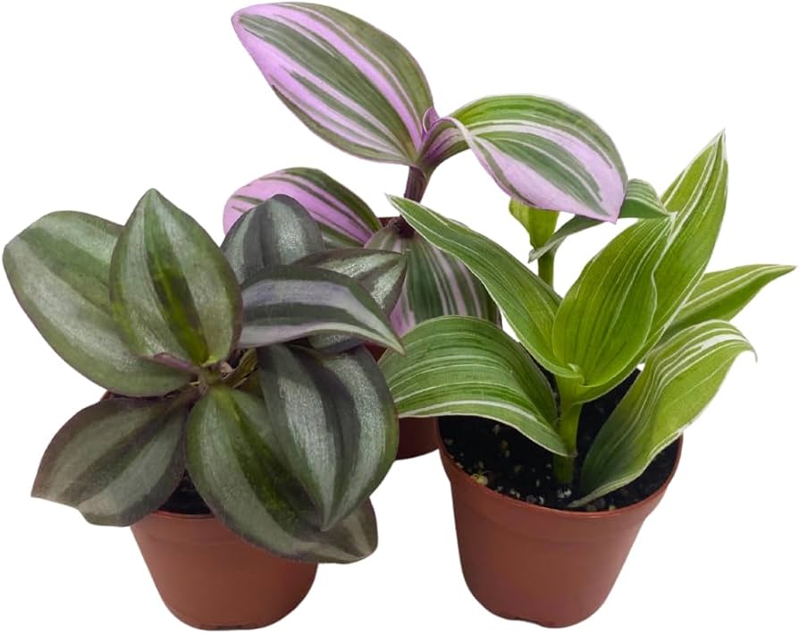 Tradescantia Assorted Plant