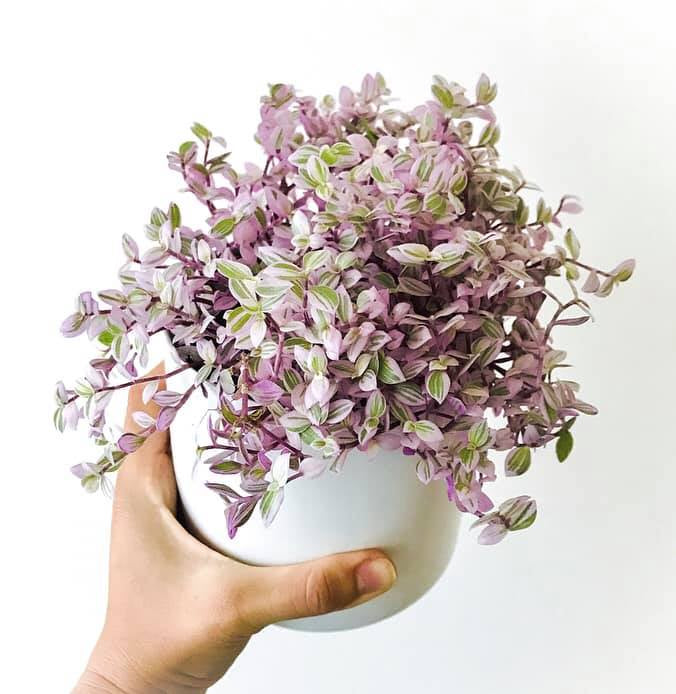 Tradescantia Pink Panther