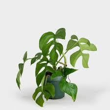 Rhaphidophora Tetrasperma Monstera Minima Plant