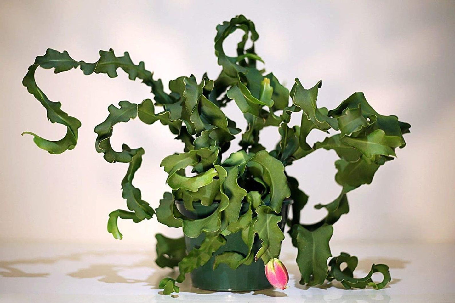 Orchid Cactus