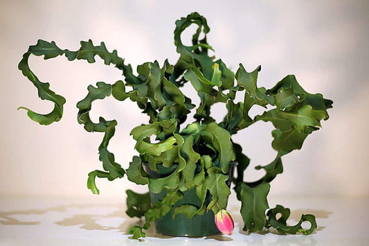 Orchid Cactus Plant