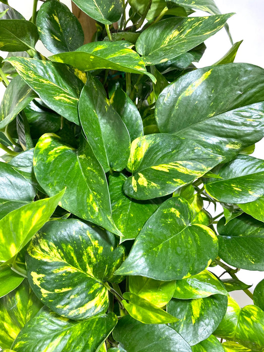 Golden Pothos Premium Plant