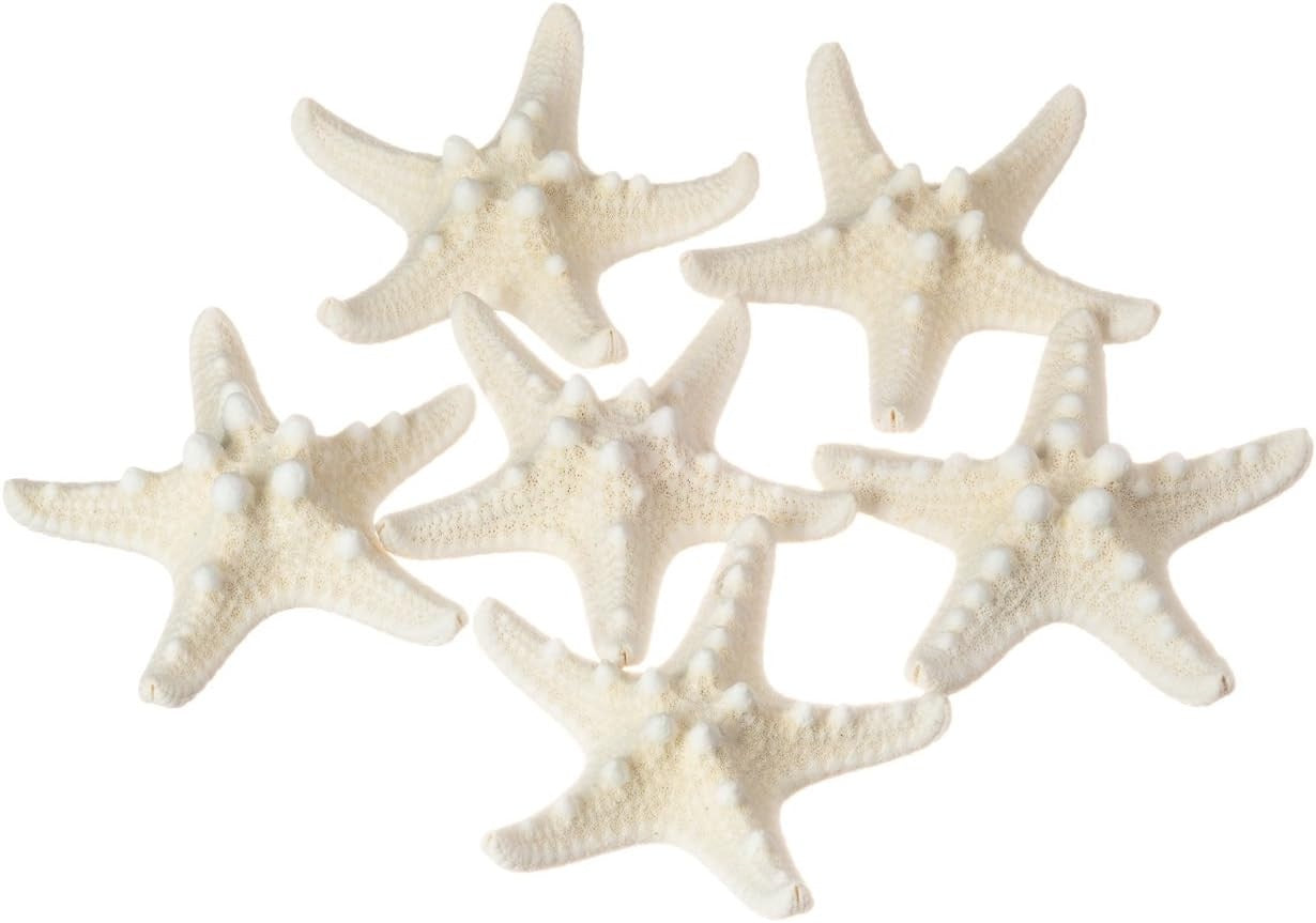 White Knobby Starfish Shell