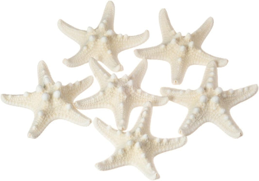 White Knobby Starfish Shell