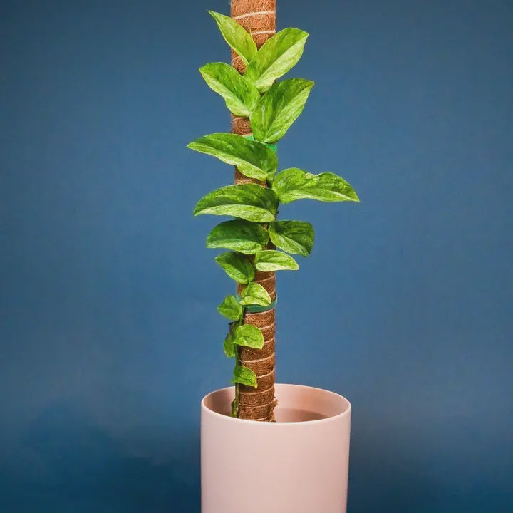 Stackable Coco Coir Pole
