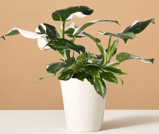 Philodendron White Wizard Plant