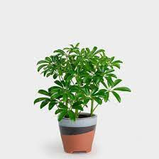 Schefflera Arboricola