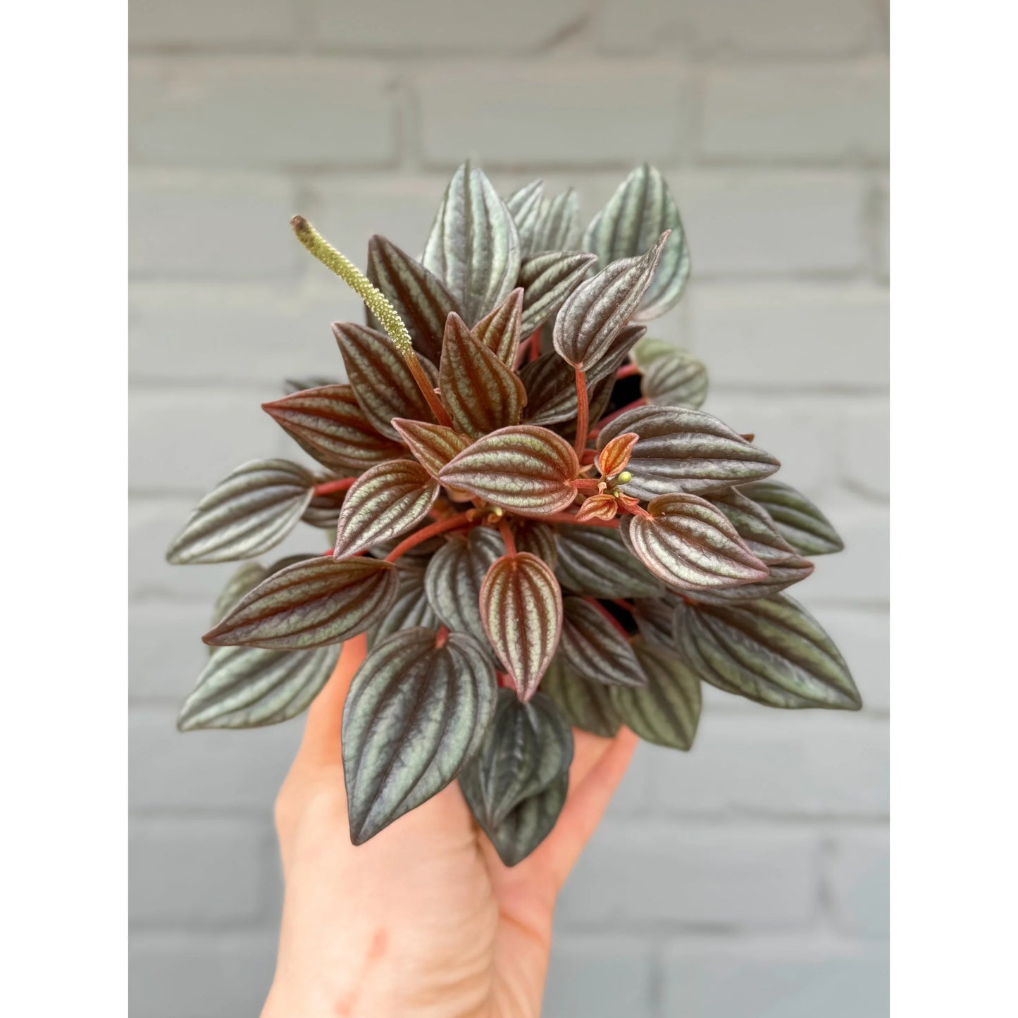 Peperomia Lima