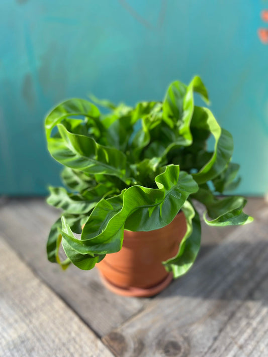 Birdsnest Fern Hurricane Plant
