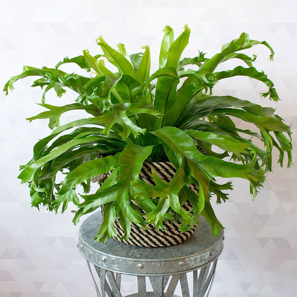 Birdsnest Fern Plant