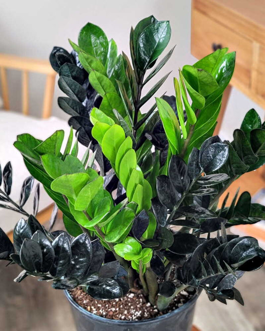 ZZ Raven Plant