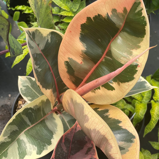 Ficus Decora Tineke Plant