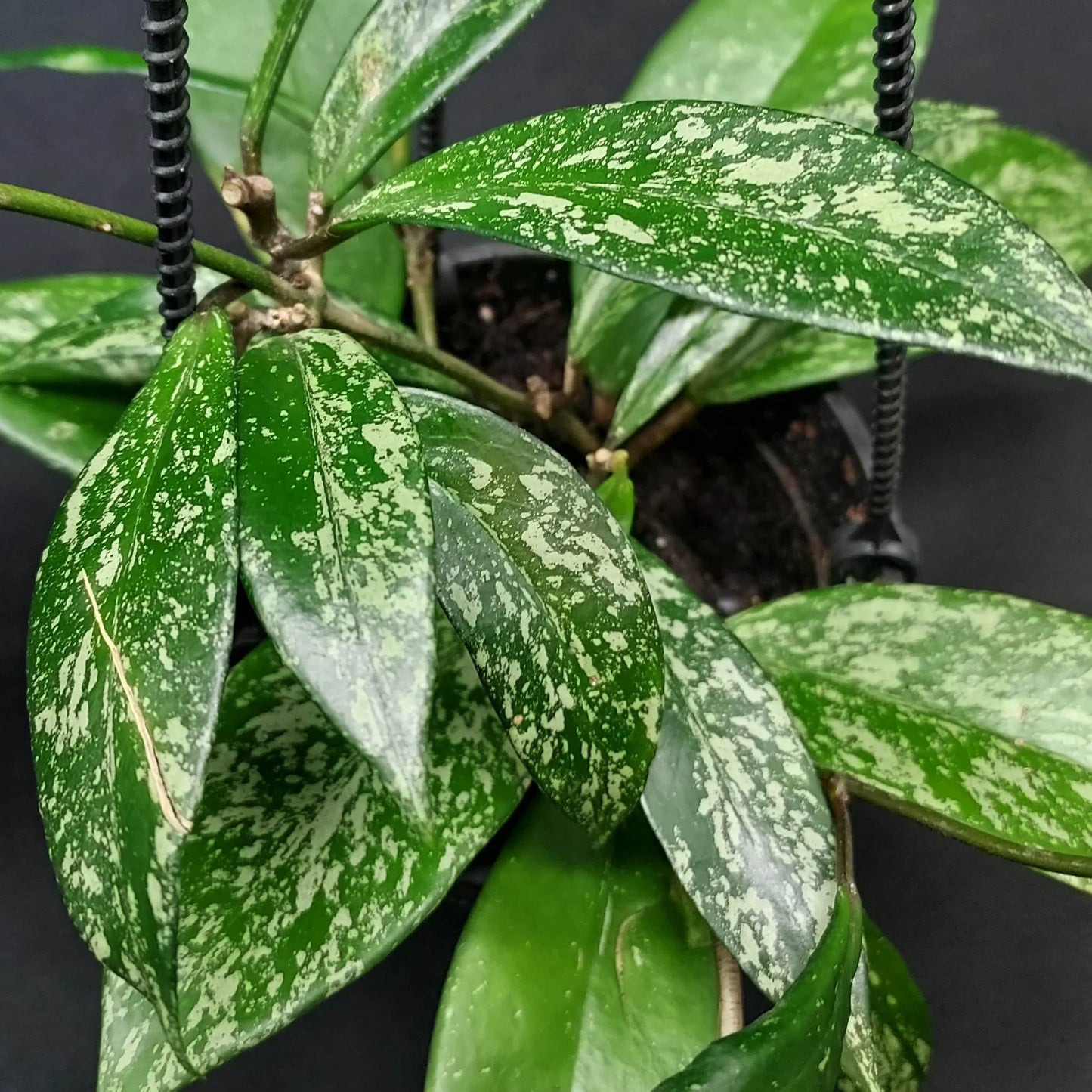 Hoya Pubicalyx Plant