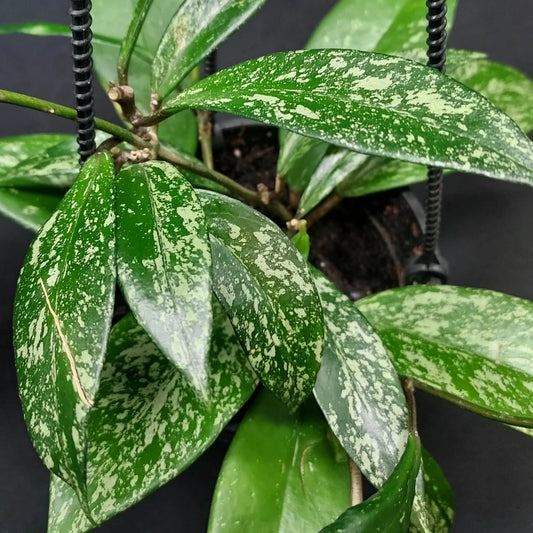 Hoya Pubicalyx Plant