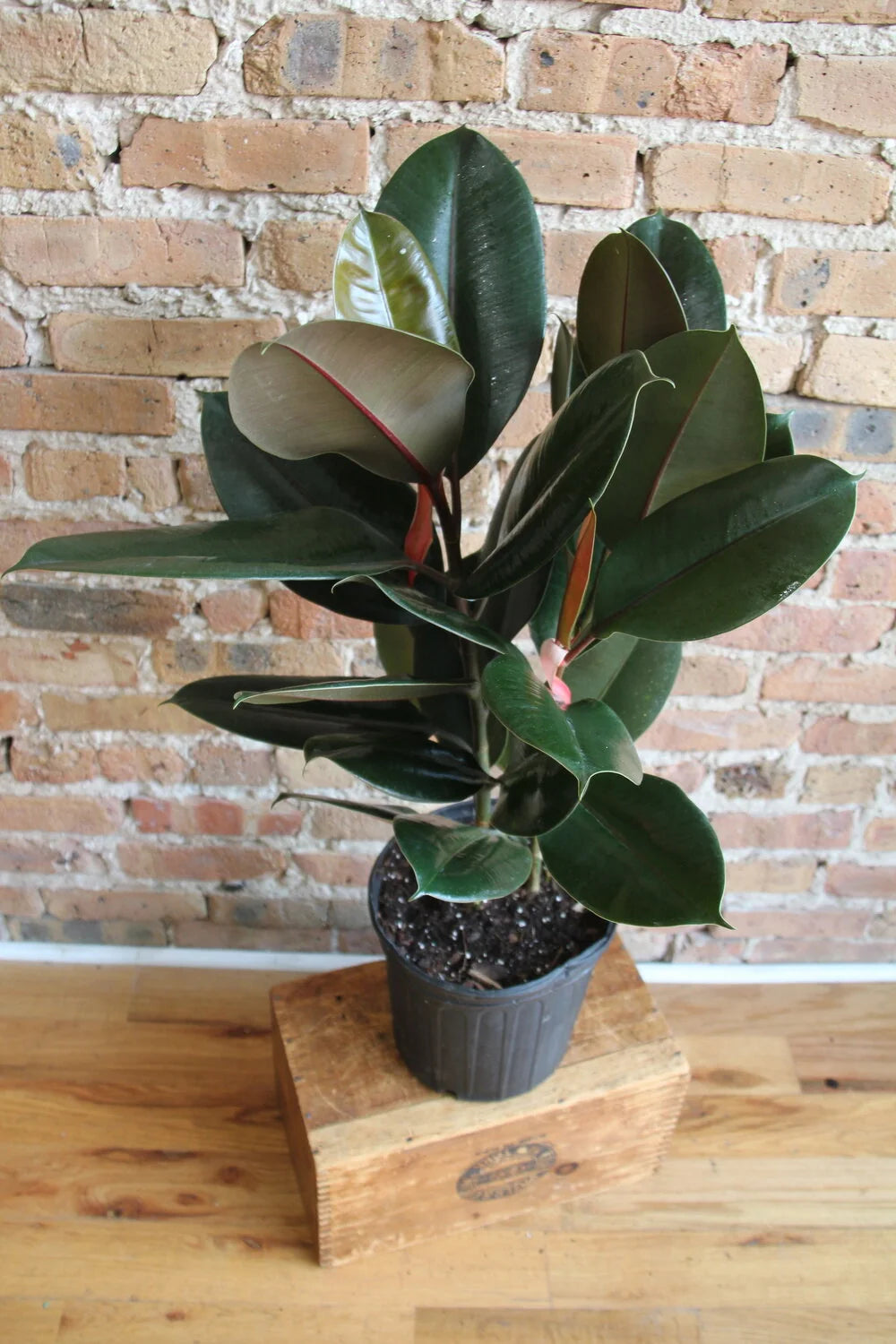 Ficus Decora Burgundy Plant