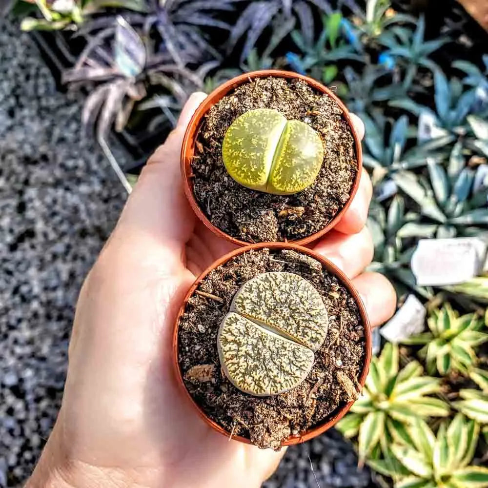 Lithops "Living Stone" Succulent