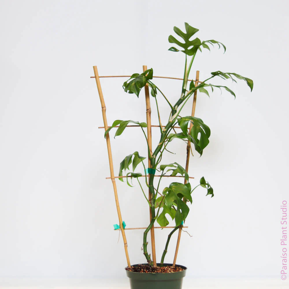 Monstera Minima Plant with Trellis