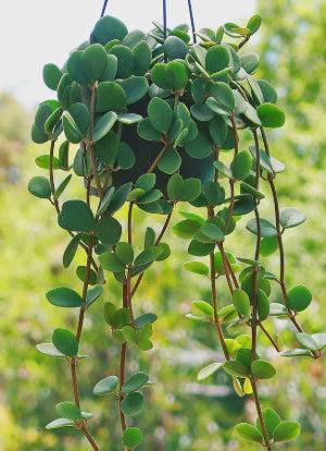 Peperomia Hope Plant