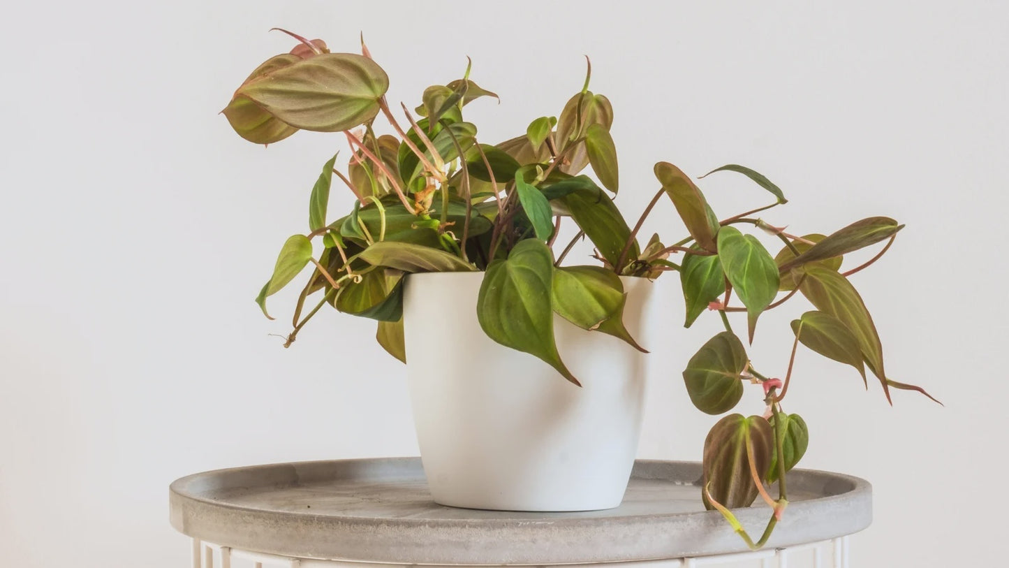 Philodendron Micans Plant