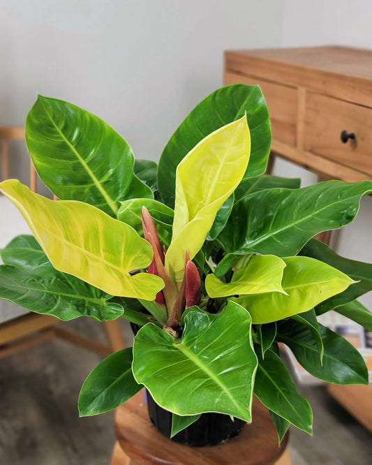 Philodendron Moonlight Plant