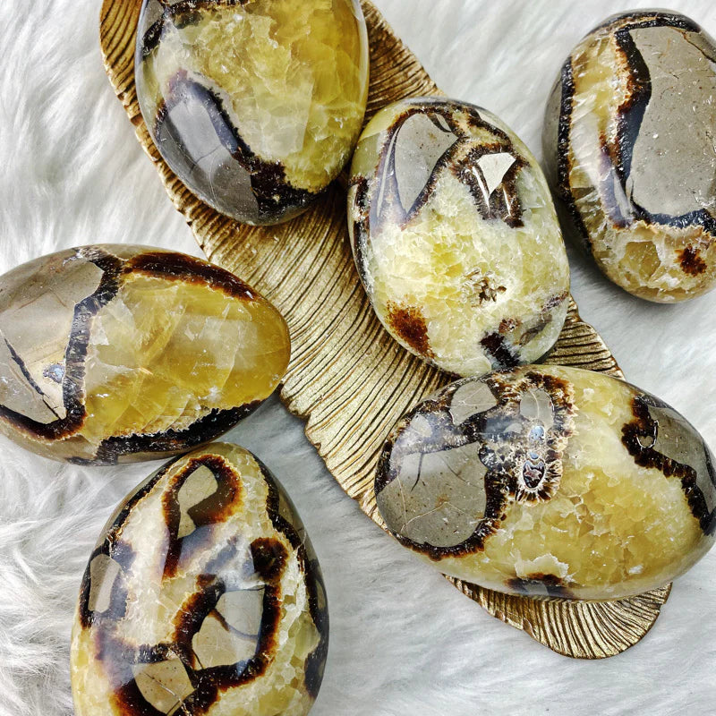 Septarian Palm Stone
