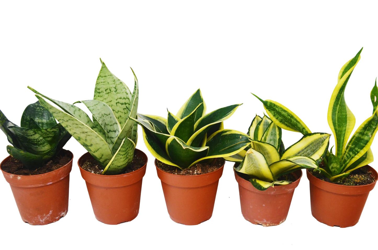 Sansevieria Snake Plant Assorted
