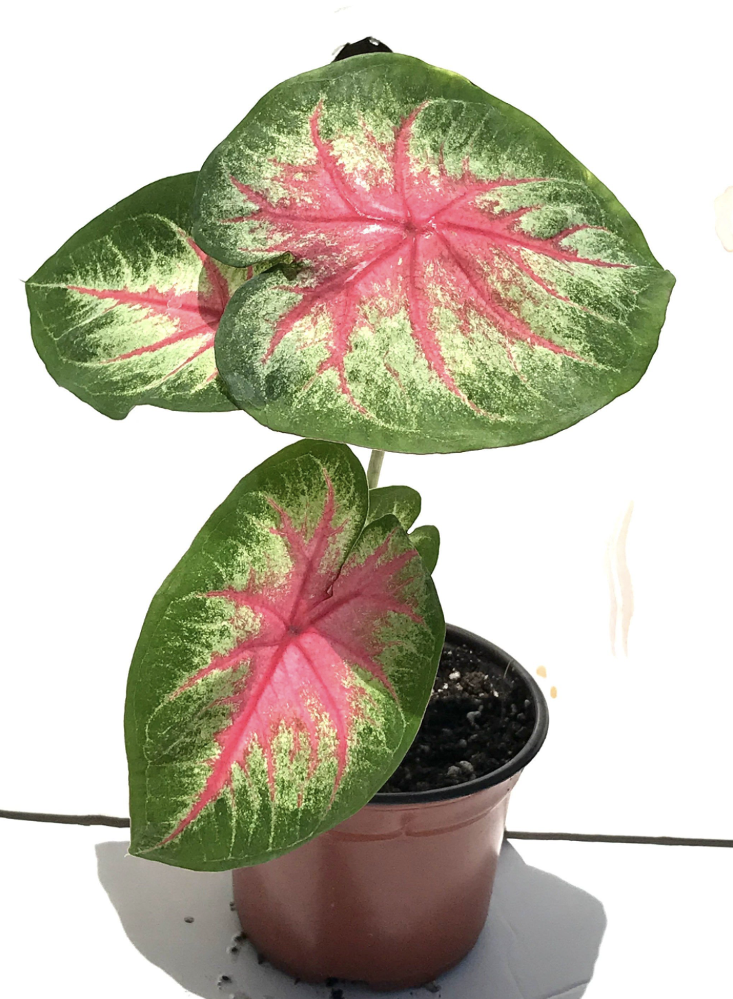 Caladium