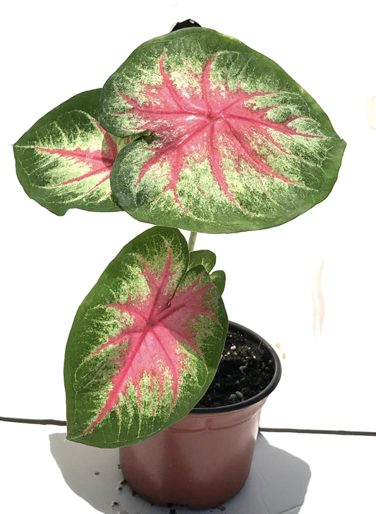 Caladium