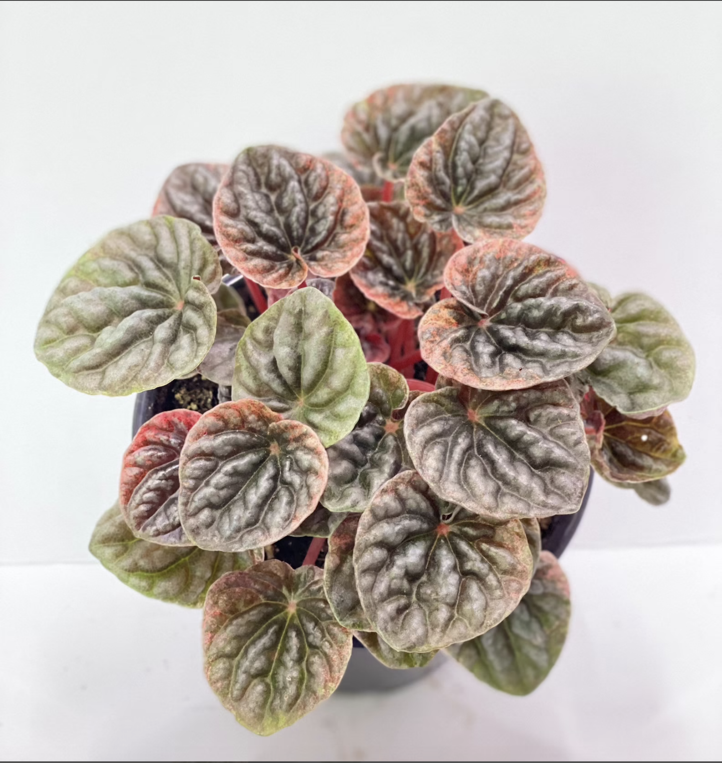 Peperomia Apricot
