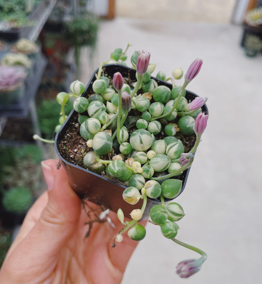 String of Pearls Variegated Plant