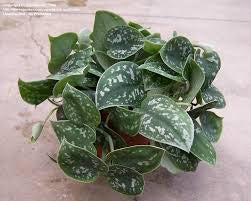 Pothos Silver Vine Pictus Satin Plant