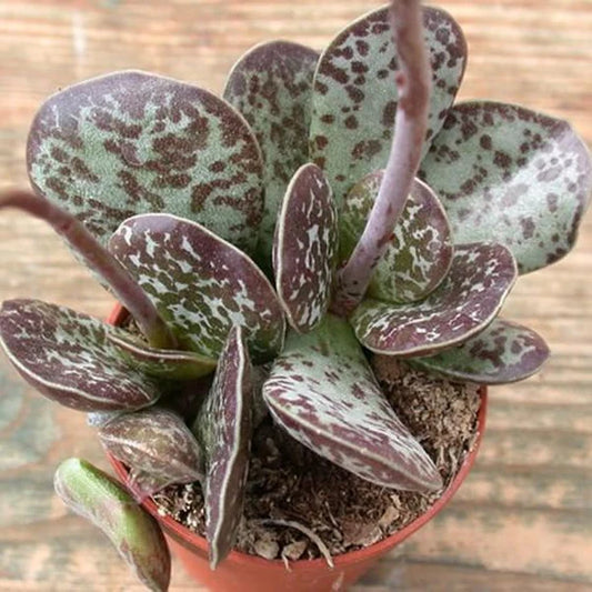Calico Heart Succulent