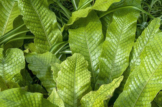 Crocodile Fern Plant