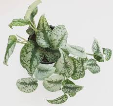 Pothos Silver Splash