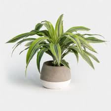 Dracaena Compacta