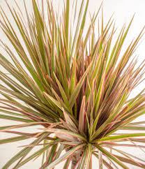 Dracaena Marginata Tree