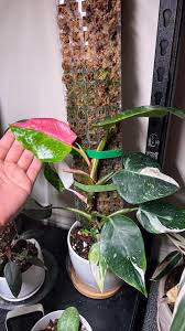 Philodendron White Princess