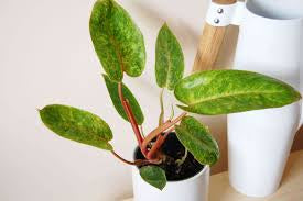 Philodendron Painted Lady
