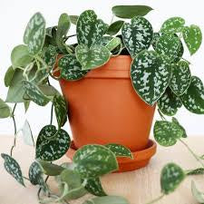 Satin Pothos Plant