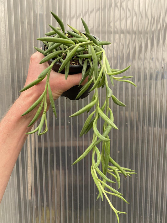 Fish Hook Plant