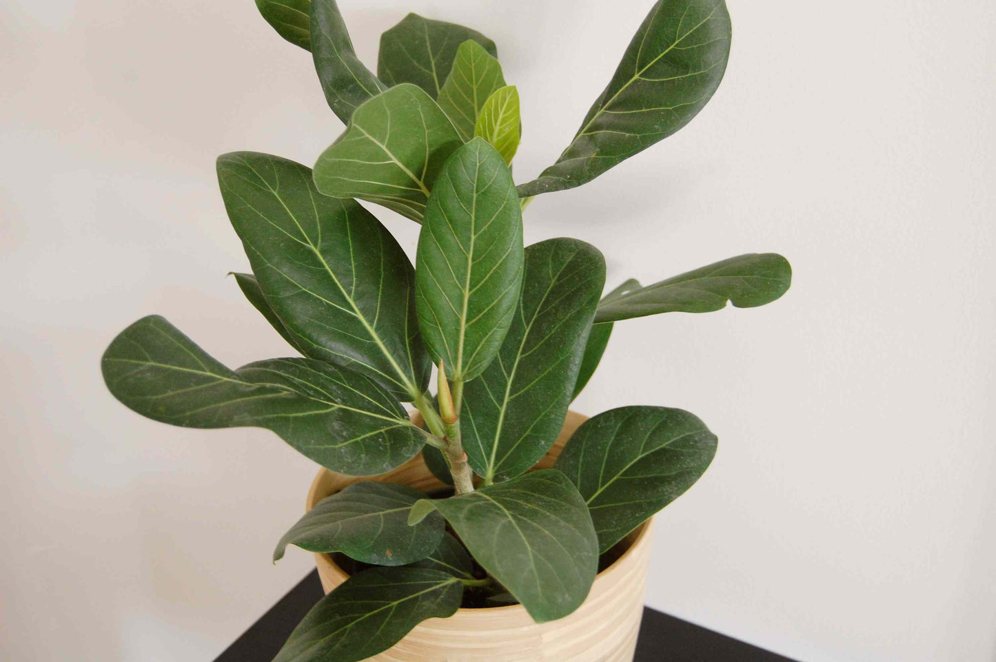 Ficus Audrey