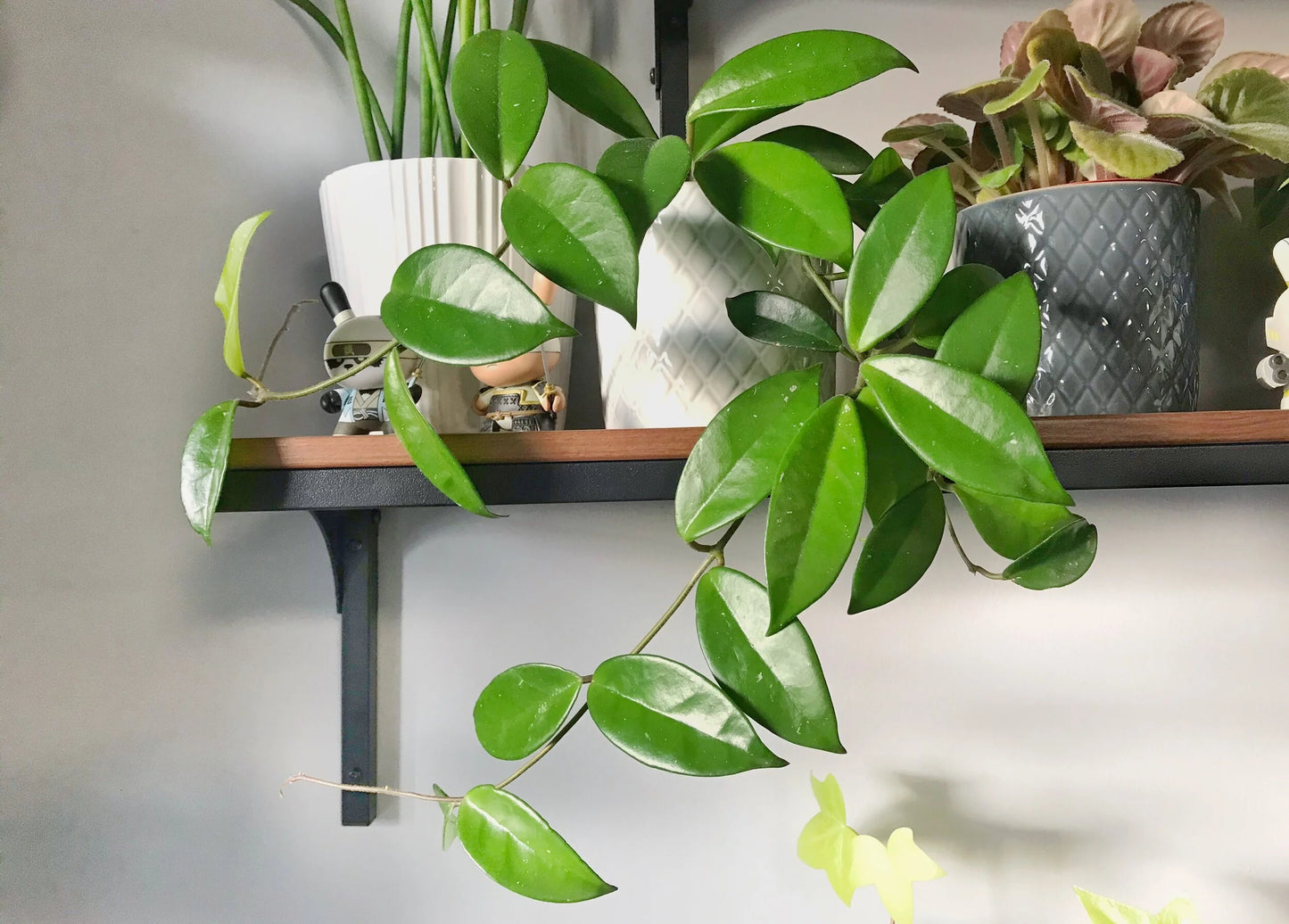 Hoya Carnosa Plant