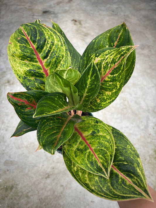 Aglaonema Green Papaya Plant