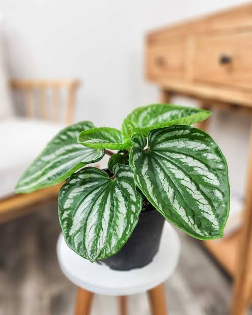 Peperomia Ecuador Plant